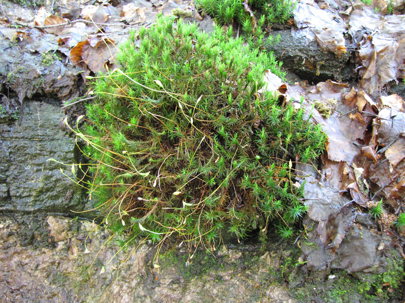 Polytrichum densifolium